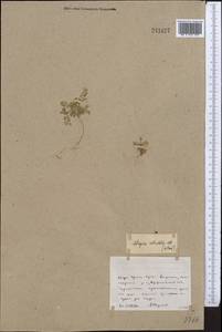 Астрагал сетчатый Bieb., Средняя Азия и Казахстан, Северный и Центральный Казахстан (M10) (Казахстан)