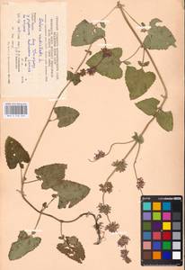 MHA 0 156 464, Шалфей мутовчатый L., Восточная Европа, Западно-Украинский район (E13) (Украина)