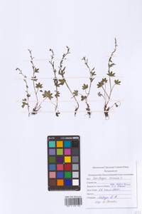 Камнеломка наклоненная, Камнеломка поникающая L., Восточная Европа, Северный район (E1) (Россия)