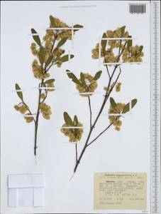 Dodonaea viscosa subsp. angustifolia (L. fil.) J. G. West, Африка (AFR) (Эфиопия)