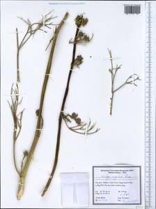 Ferulago angulata (Schltdl.) Boiss., Зарубежная Азия (ASIA) (Иран)