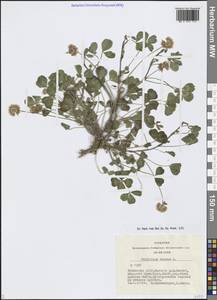 Клевер ползучий L., Сибирь, Алтай и Саяны (S2) (Россия)