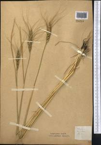 Пшеница твердая (Desf.) Husn., Средняя Азия и Казахстан, Северный и Центральный Казахстан (M10) (Казахстан)