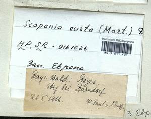 Scapania curta (Mart.) Dumort., Гербарий мохообразных, Мхи - Западная Европа (BEu) (Германия)