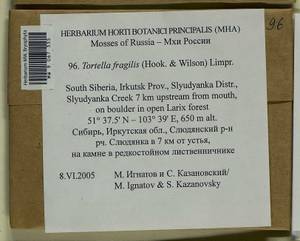 Tortella fragilis (Drumm.) Limpr., Гербарий мохообразных, Мхи - Прибайкалье и Забайкалье (B18) (Россия)