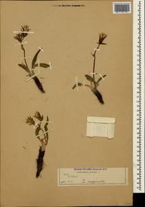 Pseudopodospermum crispatulum (DC.) Zaika, Sukhor. & N. Kilian, Крым (KRYM) (Россия)