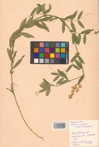 Lathyrus palustris subsp. palustris, Сибирь, Дальний Восток (S6) (Россия)