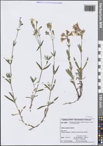 Смолевка ползучая Patrin, Сибирь, Центральная Сибирь (S3) (Россия)