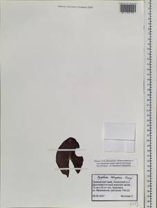 Кувшинка четырехгранная Georgi, Сибирь, Дальний Восток (S6) (Россия)