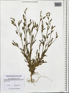 Silene coniflora Nees ex Otth, Кавказ, Азербайджан (K6) (Азербайджан)
