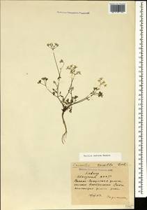 Torilis arvensis subsp. arvensis, Кавказ, Абхазия (K4a) (Абхазия)