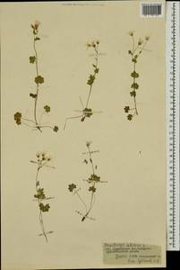 Камнеломка сибирская L., Монголия (MONG) (Монголия)