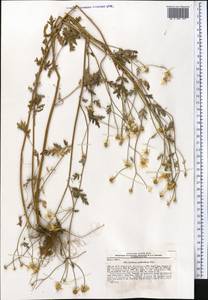 Tanacetum partheniifolium (Willd.) Sch. Bip., Средняя Азия и Казахстан, Копетдаг, Бадхыз, Малый и Большой Балхан (M1) (Туркмения)