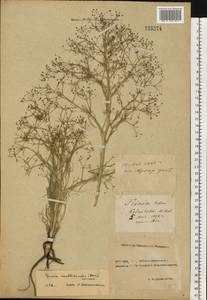 Триния многостебельная (Poir.) Schischk., Восточная Европа, Ростовская область (E12a) (Россия)