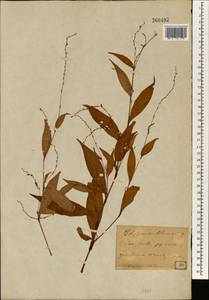 Asarum blumei Duch., Зарубежная Азия (ASIA) (Япония)