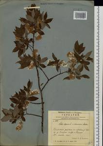 Ива Бебба, Ива Бэбба Sarg., Сибирь, Дальний Восток (S6) (Россия)