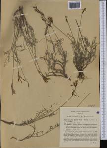 Astragalus muelleri Steudel & Hochst., Западная Европа (EUR) (Италия)