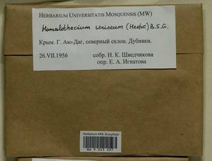Homalothecium sericeum (Hedw.) Schimp., Гербарий мохообразных, Мхи - Крым (B3a) (Россия)