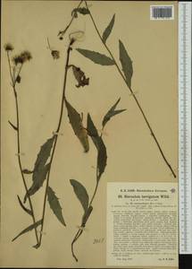 Hieracium laevigatum subsp. amaurolepis Murr & Zahn, Западная Европа (EUR) (Германия)