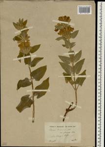 Phlomis armeniaca Willd., Зарубежная Азия (ASIA) (Турция)