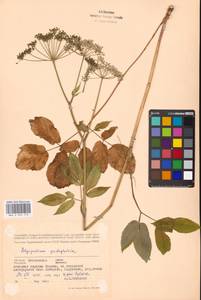 Сныть обыкновенная L., Восточная Европа, Московская область и Москва (E4a) (Россия)