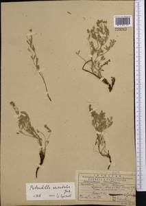 Sibbaldianthe orientalis (Soják) Mosyakin & Shiyan, Средняя Азия и Казахстан, Западный Тянь-Шань и Каратау (M3) (Казахстан)