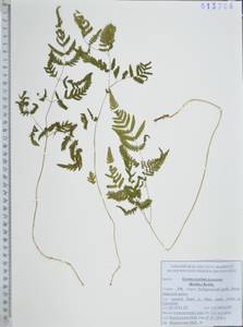 Голокучник иезский (Koidz.) Koidz., Сибирь, Дальний Восток (S6) (Россия)