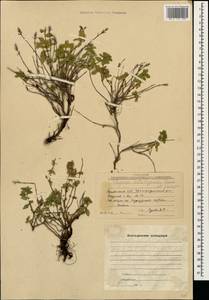 Чабрец Кочи Boiss. & Hohen., Кавказ, Армения (K5) (Армения)