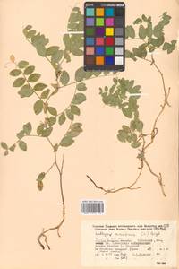 Lathyrus japonicus var. maritimus (L.) J.T.Kartesz & Gandhi, Сибирь, Дальний Восток (S6) (Россия)