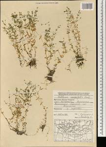 Звездчатка толстолистная Ehrh., Монголия (MONG) (Монголия)