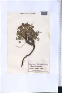 Чабрец Кочи Boiss. & Hohen., Средняя Азия и Казахстан, Памир и Памиро-Алай (M2) (Таджикистан)