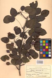 Груша обыкновенная, Груша садовая L., Восточная Европа, Центральный лесостепной район (E6) (Россия)