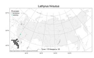 Lathyrus hirsutus, Чина жестковолосистая, Чина мохнатая L., Атлас флоры России (FLORUS) (Россия)