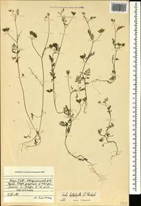 Пупырник тонколистный, Торилис тонколистный (L.) Rchb. fil., Кавказ, Армения (K5) (Армения)