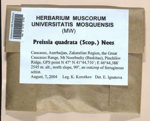 Marchantia quadrata Scop., Гербарий мохообразных, Мхи - Закавказье (B13) (Азербайджан)