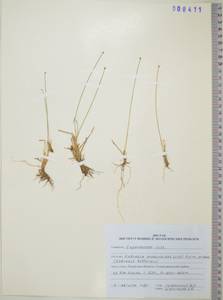 KHA8411, Carex myosuroides Vill., Сибирь, Дальний Восток (S6) (Россия)