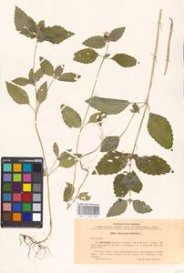 Пикульник обыкновенный L., Восточная Европа, Московская область и Москва (E4a) (Россия)