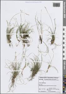Осока белая Scop., Сибирь, Центральная Сибирь (S3) (Россия)