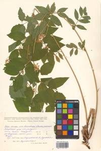 Горошек разветвленный (Maxim.) Ohwi, Сибирь, Дальний Восток (S6) (Россия)