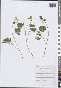 Хохлатка крупноприцветниковая (Steph.) Pers., Сибирь, Прибайкалье и Забайкалье (S4) (Россия)