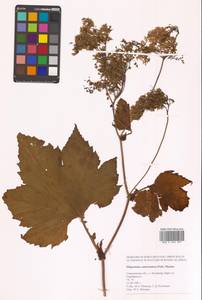 Таволга камчатская (Pall.) Maxim., Сибирь, Дальний Восток (S6) (Россия)