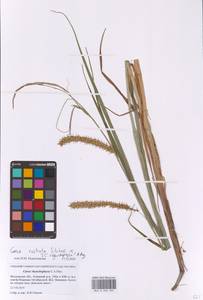 Carex rostrata × rhynchophysa, Восточная Европа, Московская область и Москва (E4a) (Россия)