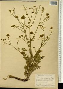 Echinophora chrysantha Freyn & Sint., Зарубежная Азия (ASIA) (Турция)