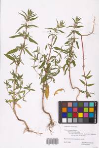 MHA 0 154 280, Пикульник ладанниковый L., Восточная Европа, Западный район (E3) (Россия)