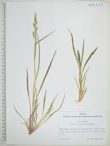 Echinochloa crus-galli subsp. crus-galli, Сибирь, Дальний Восток (S6) (Россия)