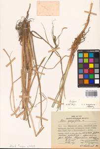 Осока придатконосная (Trautv. & C.A.Mey.) Kük., Сибирь, Дальний Восток (S6) (Россия)