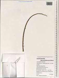 Lanonia dasyantha (Burret) A.J.Hend. & C.D.Bacon, Зарубежная Азия (ASIA) (Вьетнам)