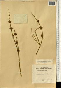 Ephedra alata Decne., Африка (AFR) (Египет)