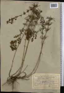 Подмаренник русский Willd., Средняя Азия и Казахстан, Западный Тянь-Шань и Каратау (M3) (Казахстан)