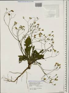 Crepis sancta subsp. sancta, Кавказ, Ставропольский край, Карачаево-Черкесия, Кабардино-Балкария (K1b) (Россия)
